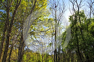 A shot of lush green trees in the forest with blue sky at Lake Horton Park