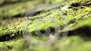 Shot macro plan green moss with raindrops, a dew of the morning.