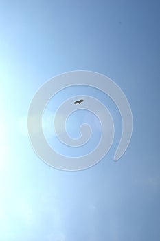 Bird flying in blue sky photo