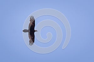 Shot of the majestic and fierce buzzard flying in the blue clear sky