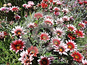 Many red white and black flowers in garden with deep green leaves