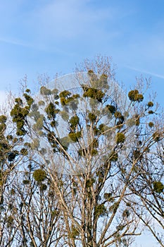 Shot of mistletoe plant on a tree - the kiss of death