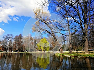 Shot of multiple half-naked trees on the shore of the pond in Jelenia GÃ³ra, Poland.