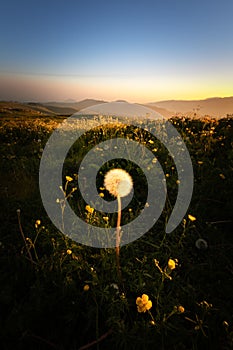 Dandelion flower illuminated by sun at sunset photo