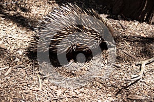 the shot nosed echidna is looking for food