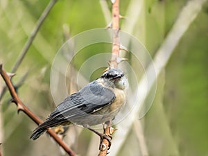 Shot of nuthatch perching