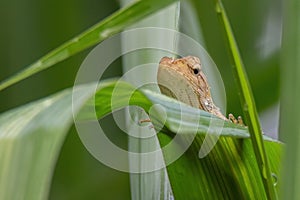 Shot of a oriental garden lizard in nature