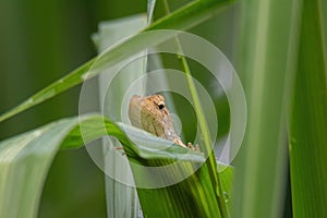 Shot of a oriental garden lizard in nature