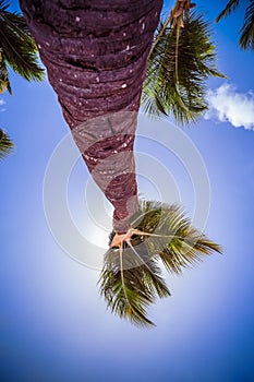 Shot palm from bottom to top with blue sky and white clouds.