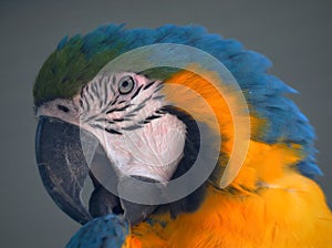 Shot of a parrot`s head in profile, nicely colored