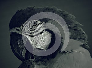 Shot of a parrot`s head in profile, nicely colored