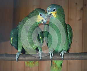 Shot of a parrot`s head in profile, nicely colored