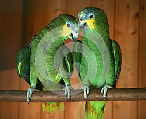 Shot of a parrot`s head in profile, nicely colored