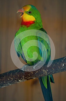 Shot of a parrot`s head in profile, nicely colored