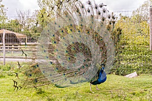 Shot of the peacock with its beautiful feathers showing to everyone in the zoopark