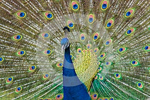 Shot of the peacock with its beautiful feathers showing to everyone in the zoopark