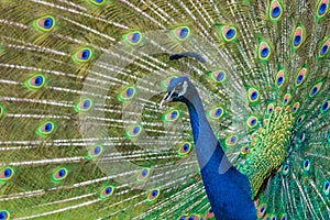 Shot of the peacock with its beautiful feathers showing to everyone in the zoopark