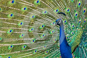 Shot of the peacock with its beautiful feathers showing to everyone in the zoopark