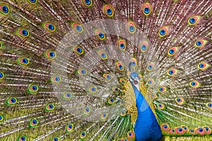 Shot of the peacock with its beautiful feathers showing to everyone in the zoopark