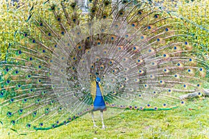 Shot of the peacock with its beautiful feathers showing to everyone in the zoopark