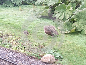 A shot of a Peahen, Female Peacock, at Paignton Zoo, Devon,UK