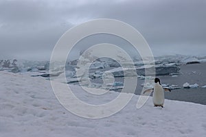Shot of a penguin running in the snow in the beautiful Antarctican landscape under the white sky