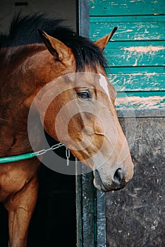 Shot of a person working with a Horse farrier, hoof and metal work to make horse shoes