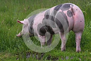 Photo of a young pietrain pig photo