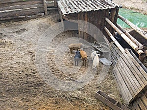 Shot of the pigs and bison in the pigsty. Village