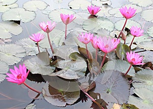 Shot of Pink Petal Lotus in the Pool