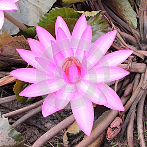 Shot of Pink Petal Lotus in the Pool