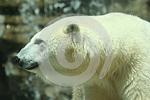 A Shot of a Polar Bear