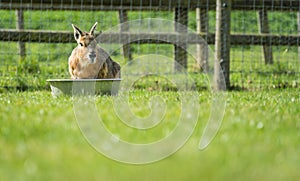 Shot of the rabbit drinking water from the bowl put on the surface covered with grass