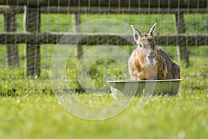 Shot of the rabbit drinking water from the bowl put on the surface covered with grass
