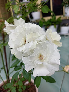 Shot the rainy roses in the morning