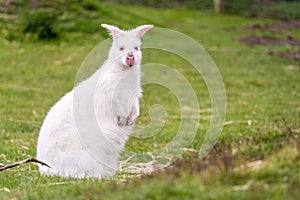 Shot of the rare white wallaby standing on the green grass
