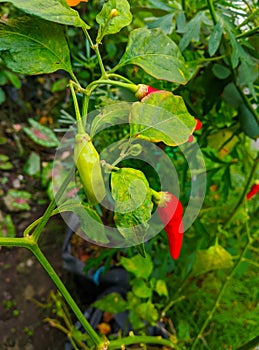 Shot of red and green chilis in the garden