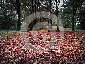 Shot of a red leaves floor