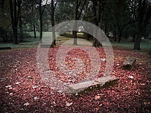 Shot of a red leaves floor with benches around