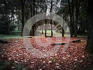 Shot of a red leaves floor with benches around