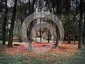 Shot of a red leaves floor with benches around