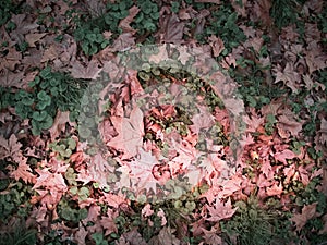 Shot of a red leaves floor on the grass