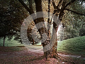 Shot of a red leaves floor under a tree