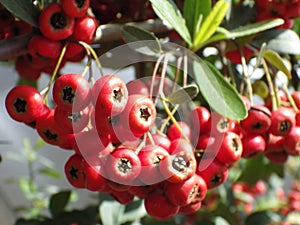 Shot of red ripe hawthorns on a tree