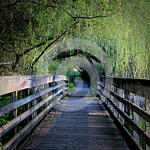 Tunnel of life photo