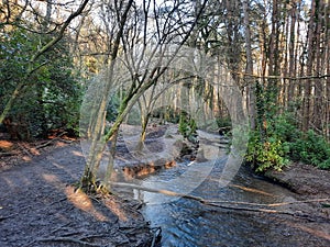 A shot of a river after a storm showing fallen trees damming the river, Stover Country Park, Devon UK