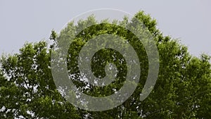 Shot of a rocking tree with gloomy sky background marking coming storm