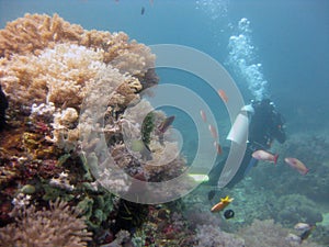 Shot of a scuba diver wearing diving suit, fins and equipment swimming near coral reefs and fish