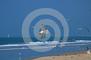Seagull in flight against a background of blue skies