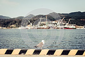 Shot of a Seagull standing at the seaport in Kesennuma Habour, Japan